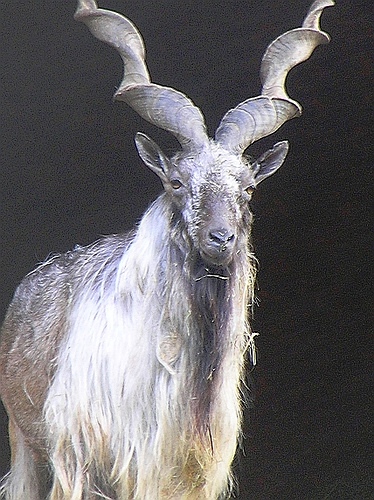 20070105123414!Schraubenziege_-_Markhor